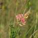 Onobrychis arenaria - Photo (c) Евгений Скляр, algunos derechos reservados (CC BY-NC), subido por Евгений Скляр