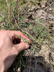 Hedeoma reverchonii
