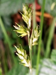 Carex deweyana