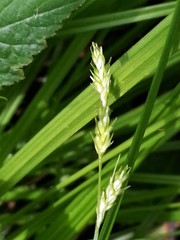 Carex deweyana