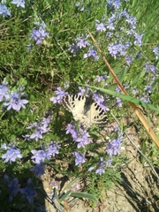 Zerynthia deyrollei