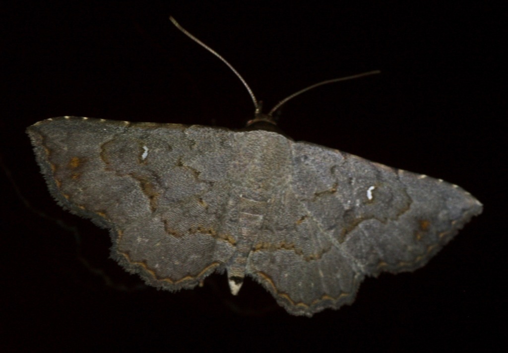 Renodes liturata