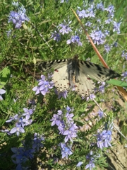 Zerynthia deyrollei