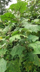 Solanum stramoniifolium