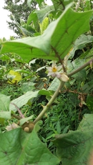 Solanum stramoniifolium