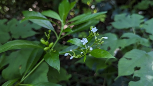 Image of Rauvolfia verticillata by (c) Cheng-Te Hsu, some rights reserved (CC BY)