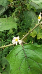 Solanum stramoniifolium
