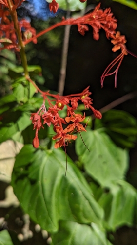 Clerodendrum japonicum