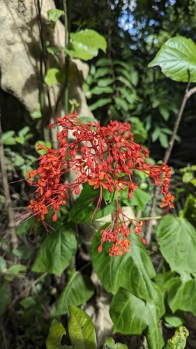 Clerodendrum japonicum