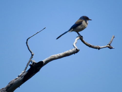 iNaturalist observation photo of California Scrub-Jay