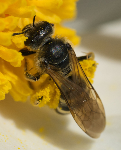 iNaturalist observation photo of Wide-striped Sweat Bee