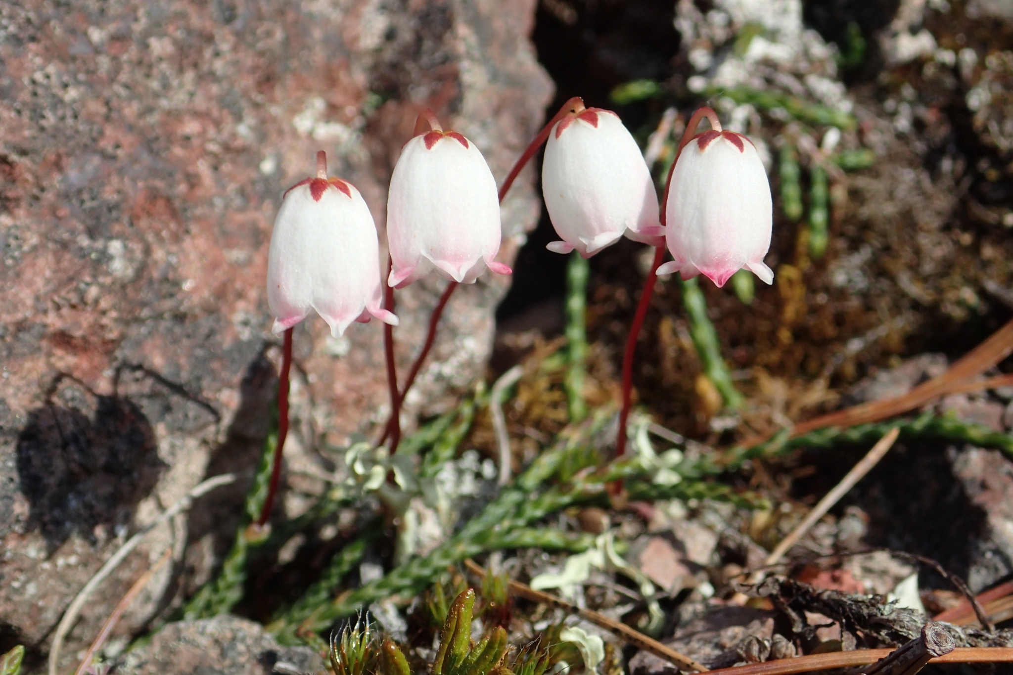Cassiope lycopodioides