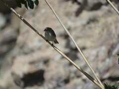 Phylloscopus sindianus