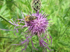 Centaurea scabiosa
