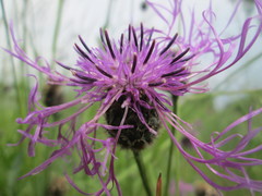 Centaurea scabiosa