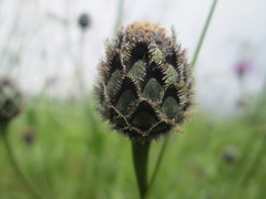 Centaurea scabiosa