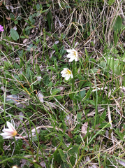 Gagea serotina
