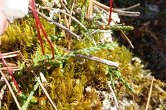 Cassiope lycopodioides