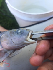 Semotilus atromaculatus