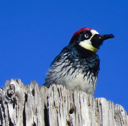 iNaturalist observation photo of Acorn Woodpecker