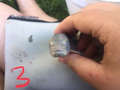 Semotilus atromaculatus