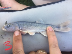 Semotilus atromaculatus