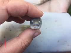 Semotilus atromaculatus