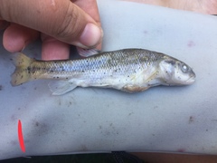 Semotilus atromaculatus