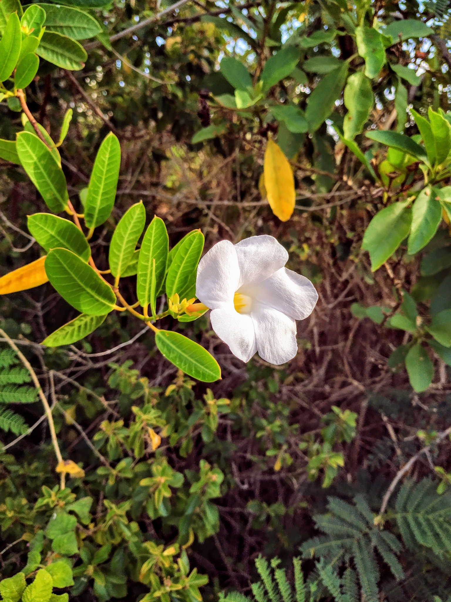 Rhabdadenia biflora