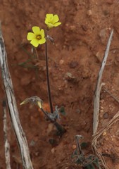 Oxalis pes-caprae sericea