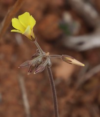 Oxalis pes-caprae sericea