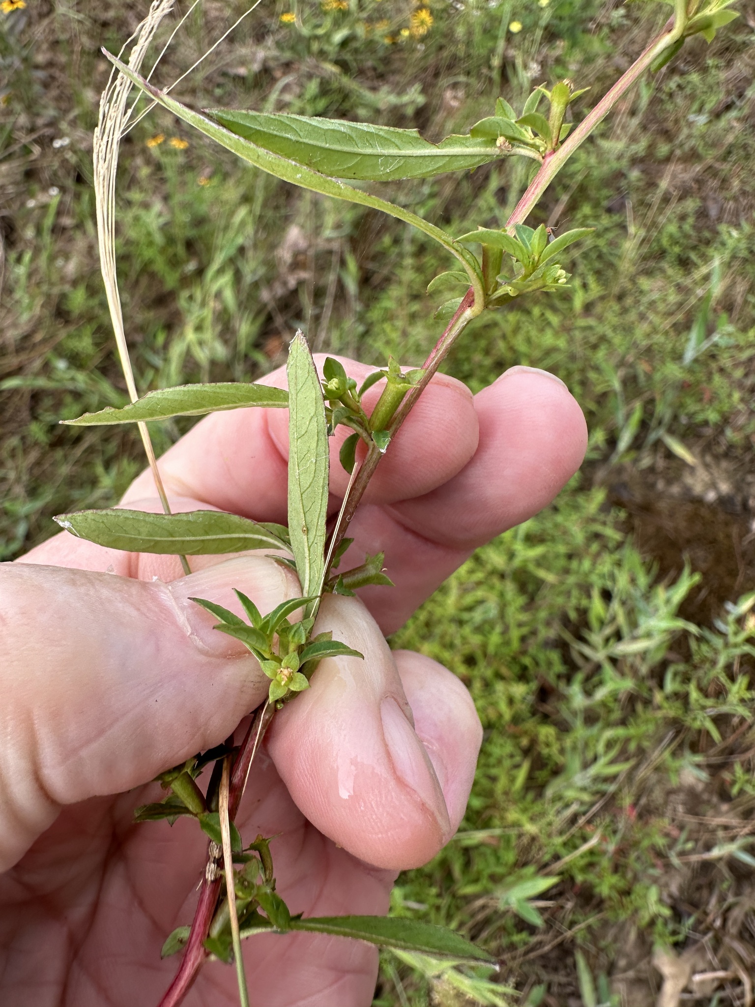 Imagem de Ludwigia glandulosa é conhecida como "Ludwígia"