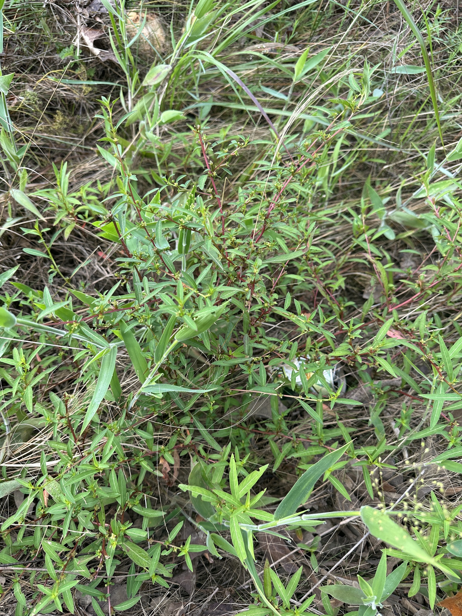 Imagem de Ludwigia glandulosa é conhecida como "Ludwígia"