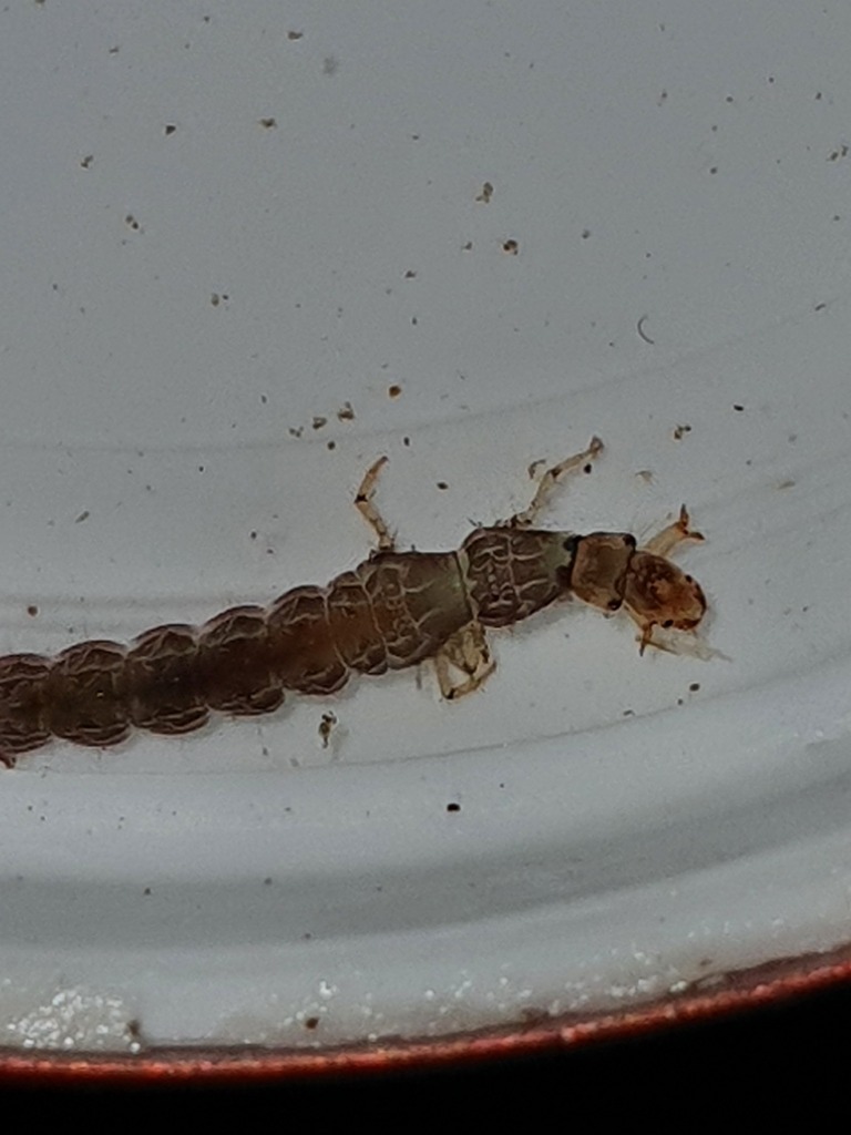 Hydrobiosis styx