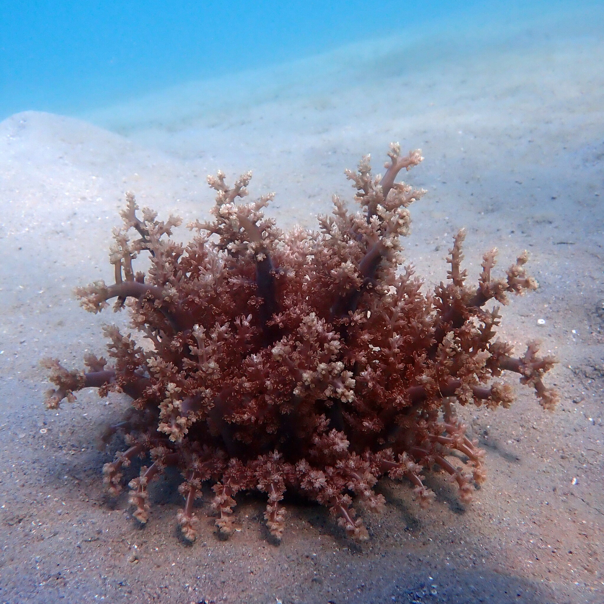 Actinodendron arboreum (Quoy & Gaimard, 1833)