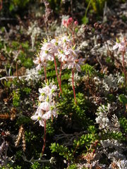 Bryanthus gmelinii