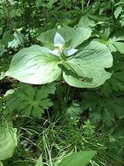 Trillium