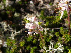 Bryanthus gmelinii