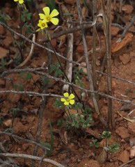 Oxalis pes-caprae sericea