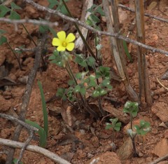 Oxalis pes-caprae sericea