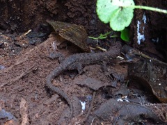 Lepidophyma flavimaculatum