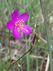 Phemeranthus calycinus