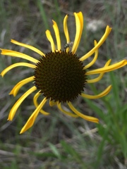 Echinacea paradoxa