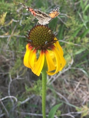Echinacea paradoxa