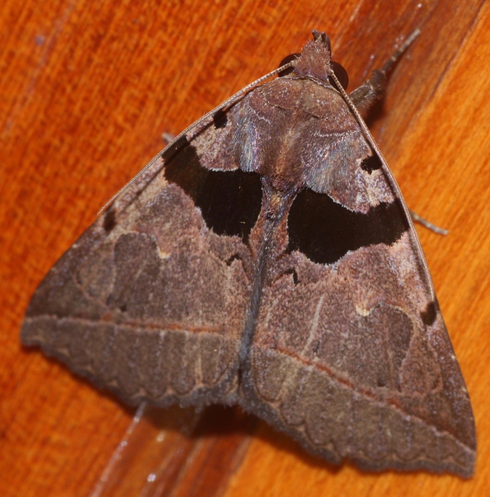 Athyrma tuberosa