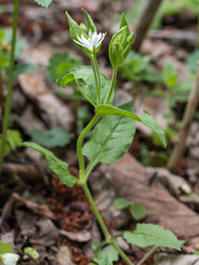 Stellaria bungeana