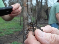 Anaxyrus houstonensis