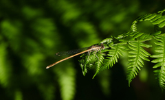 Platycnemis acutipennis