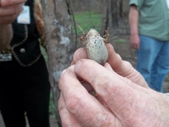 Anaxyrus houstonensis