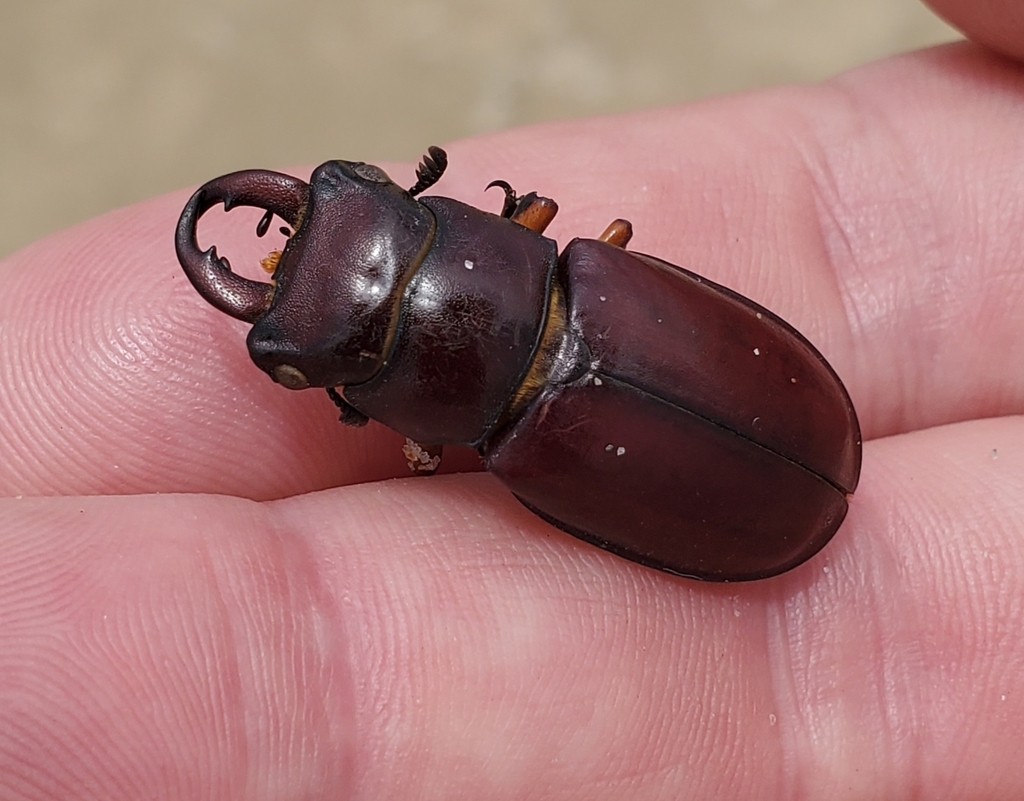 Reddish-brown stag beetle (Lucanus capreolus)